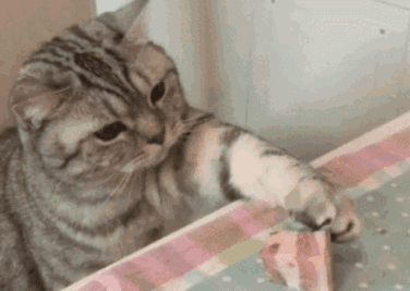 猫干粮好还是猫罐头好?答案在这