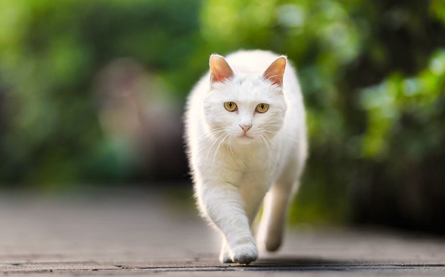 猫为什么走路只有两个脚印?喵星人:因为这样走路优雅高贵