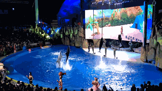 壁纸 海底 海底世界 海洋馆 水族馆 560_314 gif 动态图 动图