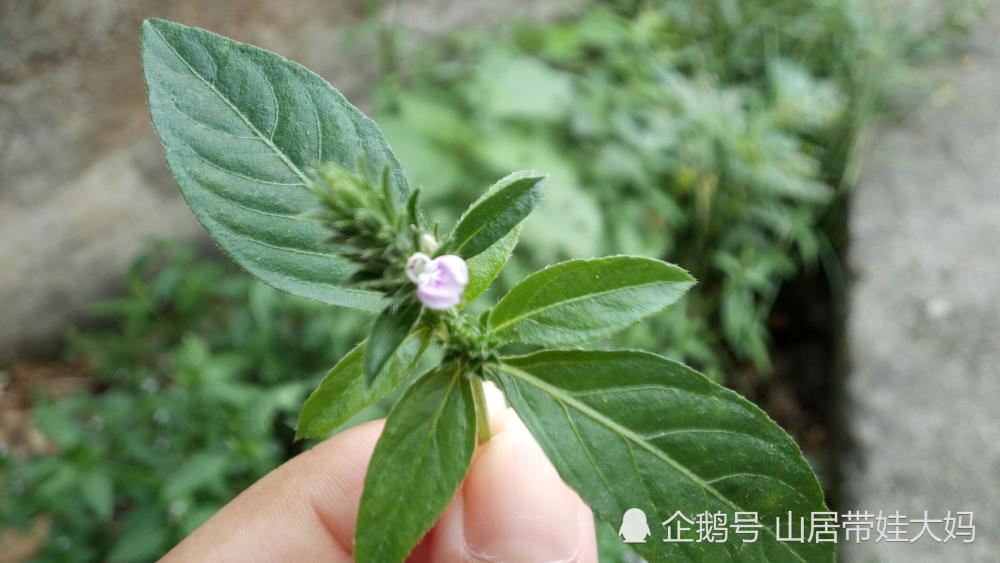 农村一种草本植物,花儿像满天星,药用功效很赞,值得收藏