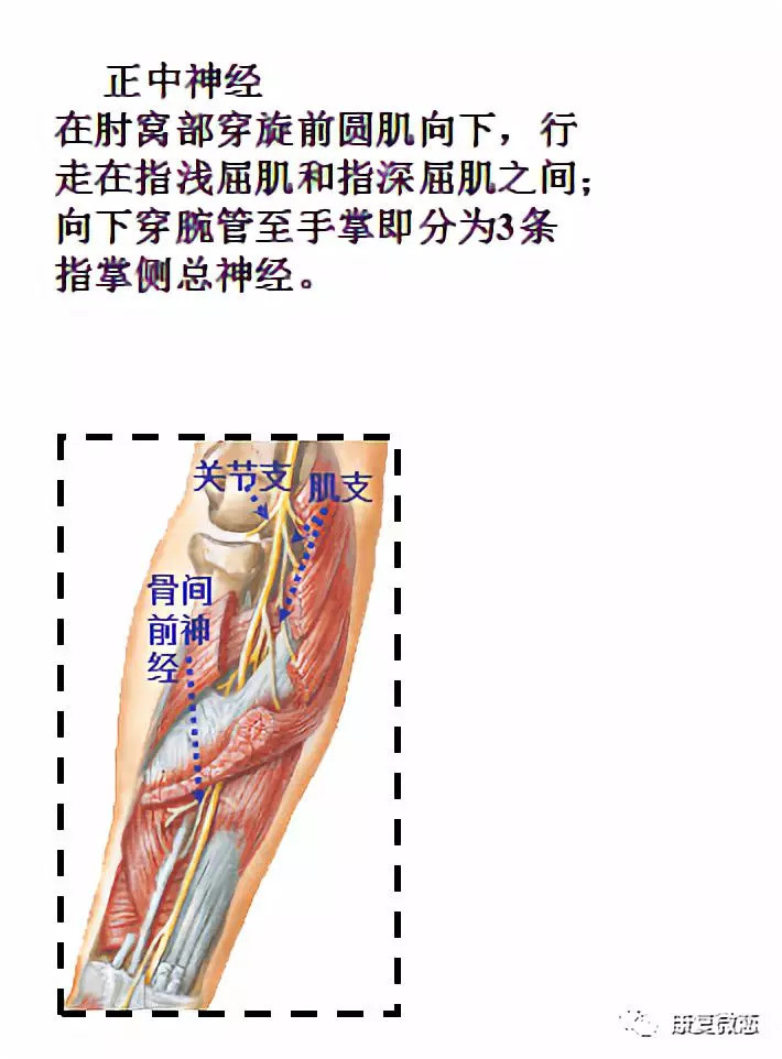 先于肱动脉的外侧下行,至喙肱肌止点处,斜越动脉浅表或深面转至动脉