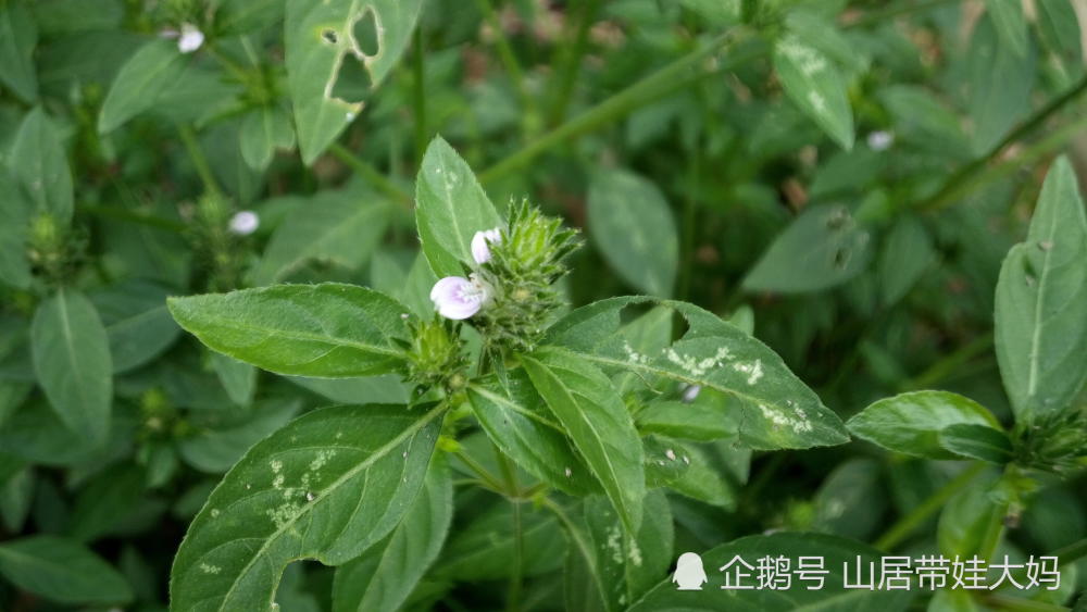 农村一种草本植物 花儿像满天星 药用功效很赞 值得收藏 看点快报