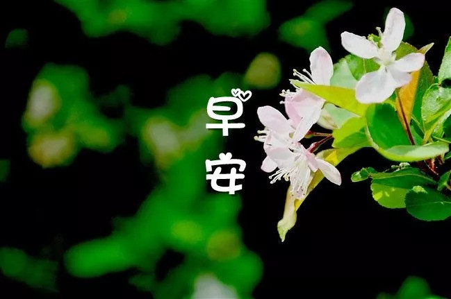 早安问候祝福语星期三 早安祝福图片