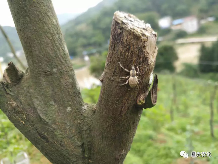 百香果套种有风险,种植须谨慎
