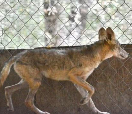 养流浪狗,养了两个月后发现它真实身份,女孩吓