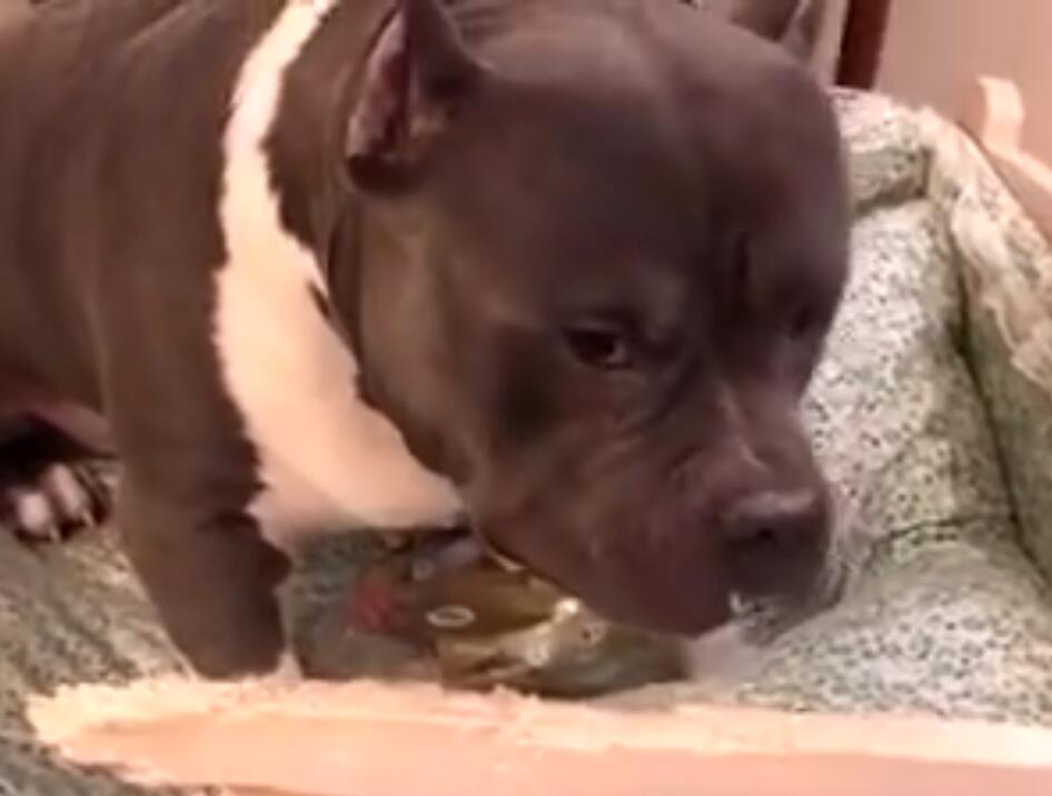 凶残的恶霸比特犬作势发狠,小主人轻轻一巴掌就把它拍