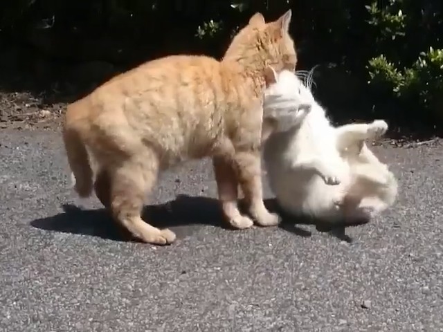 橙猫母性大发 错把白猫当自己的孩子 一路拖着走 仔 回家喝奶了 看点快报