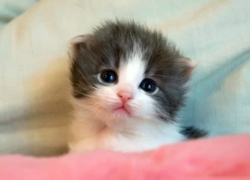 猫咪在床上伸懒腰突然抽筋,人类快点扶我起来