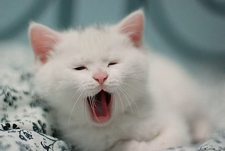 猫咪在床上伸懒腰突然抽筋,人类快点扶我起来