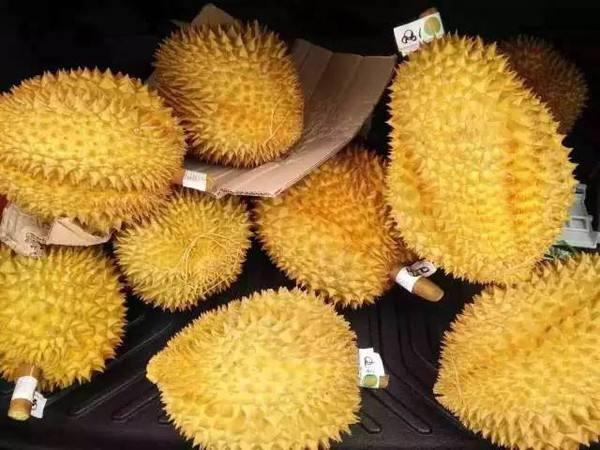 老果农透露,挑榴莲牢记这3点,包你挑到肉多