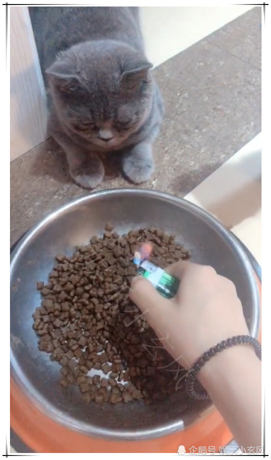 网友们也都是纷纷的评论说,真是心疼这只猫咪,是见过最惨的生日了.
