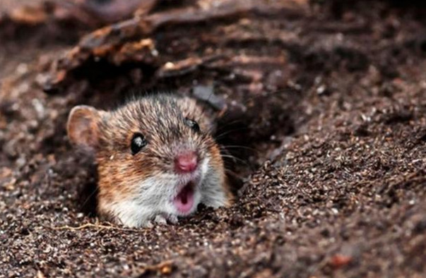 一只探出头来的老鼠,看表情也是非常的惊讶,嘴型特别像是在说"哇塞"