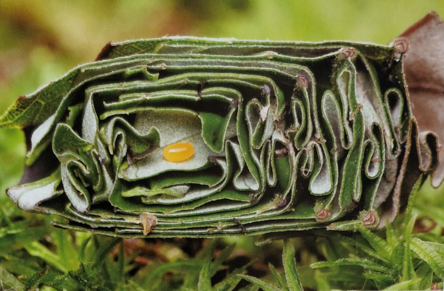 象鼻虫,昆虫,母亲,卷叶象鼻虫,虫类