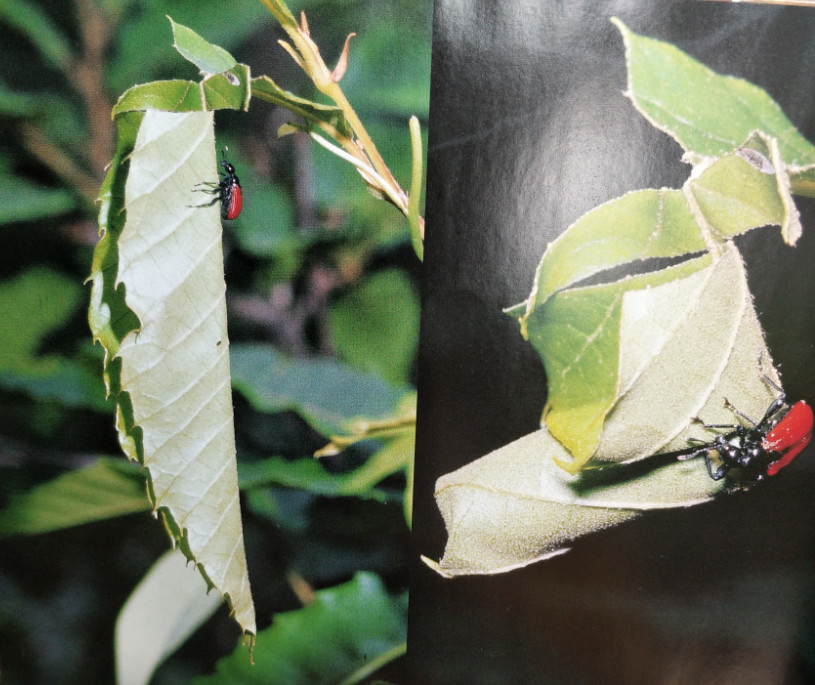 象鼻虫,昆虫,母亲,卷叶象鼻虫,虫类