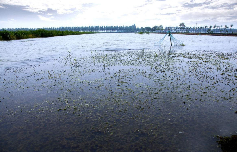 养殖一百亩的小龙虾,到底需要多少钱?看完我也