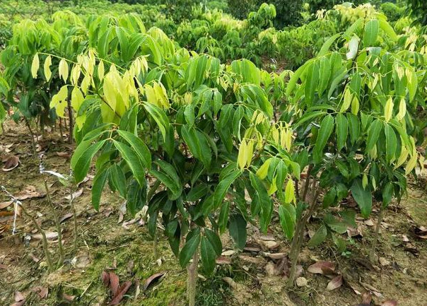 未结果幼年荔枝树的管理与修剪方法