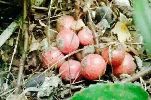 小时候地上常见的水果,有止血奇效,现在售价高