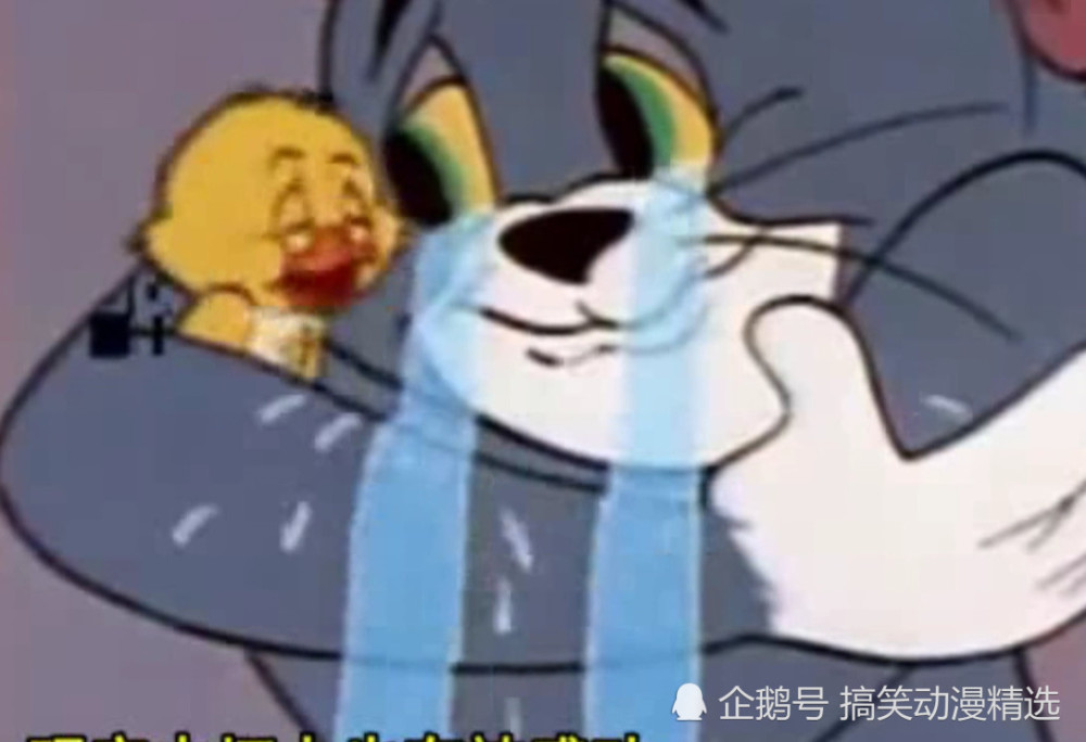 猫和老鼠最感人的一集,但换在现实中却是一幕令人心痛