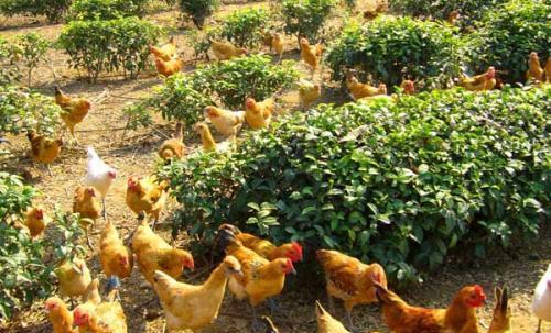 养殖用地不用审批?农田上搞养殖,怎样才算不违