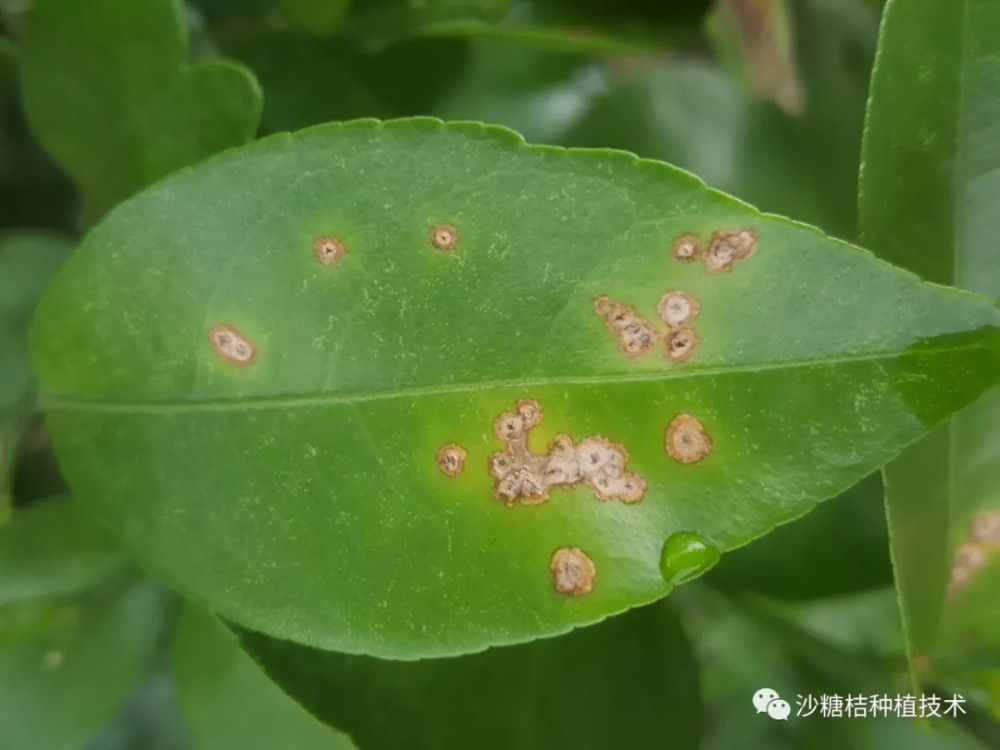 柑橘溃疡病易防难治,请做好预防工作,附高清图谱!