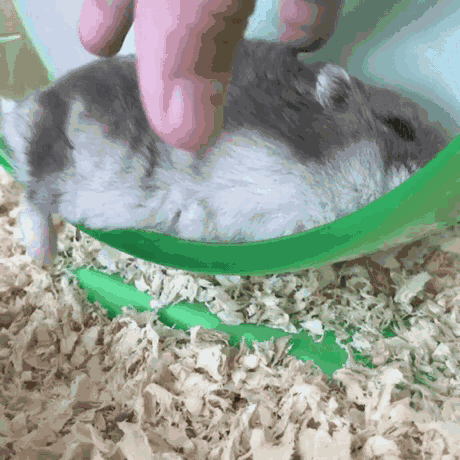 仓鼠是有感情的动物吗?