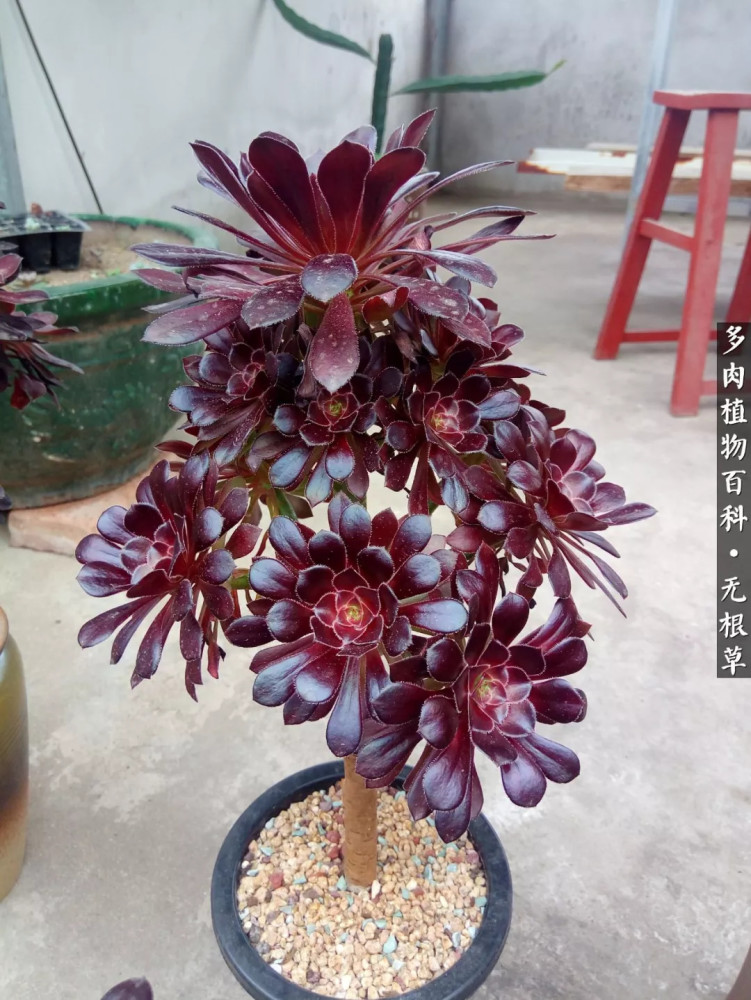 黑法师