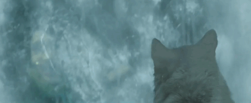 他拔刀的时候,狼呲牙;他给饭的时候,狼张嘴; 狼的眼睛里,就是他的倒影