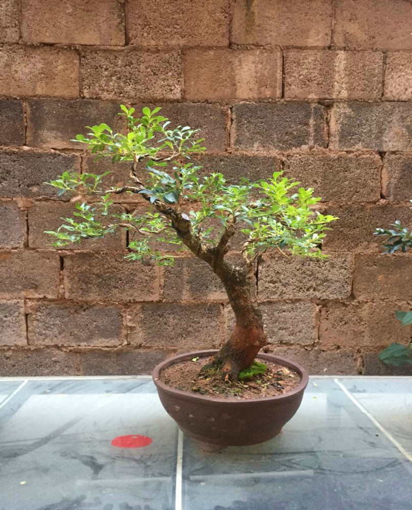 盆景小玩意,黄杨