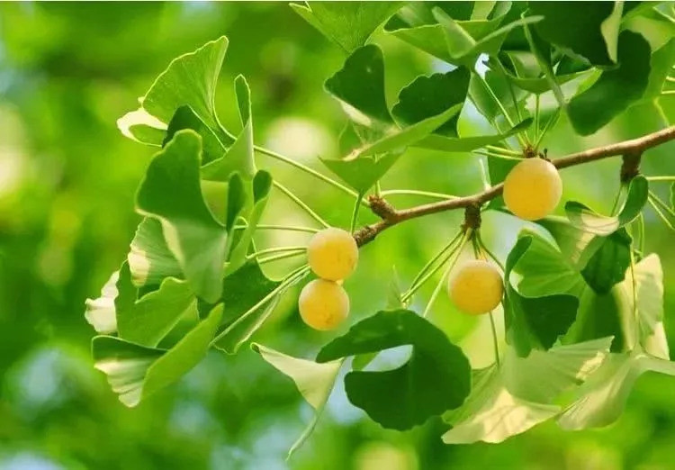 银杏树上结的果子能不能吃?