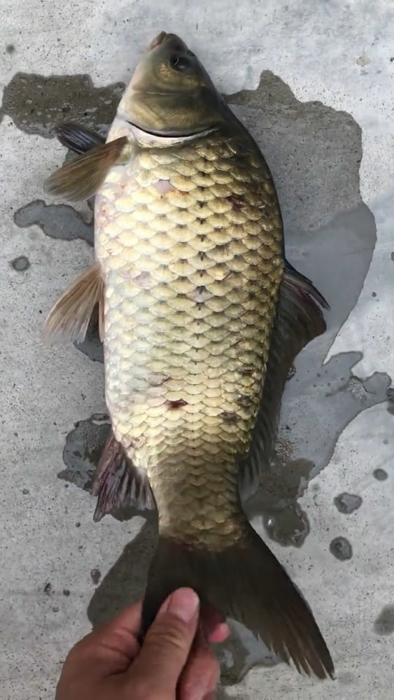 三斤老鲫鱼!湘江钓鱼,钓获鲫鱼王,是野生的吗?