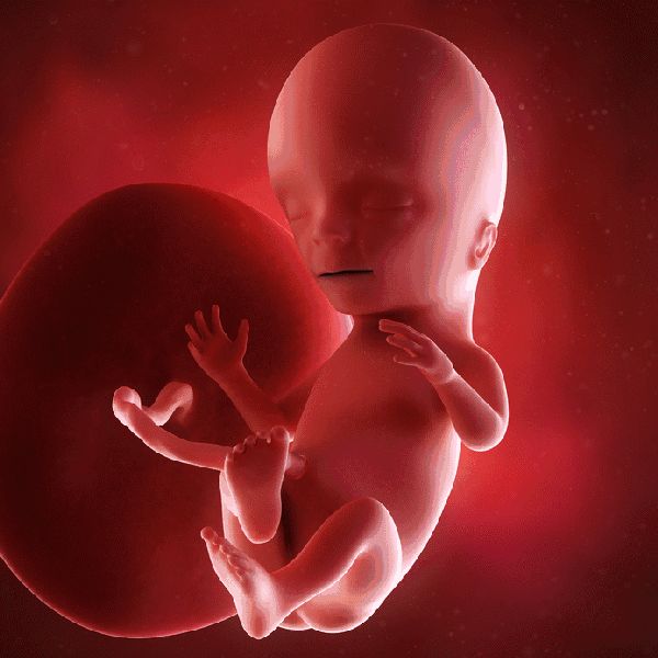 胎孕儿发育全过程图 怀孕1一10每个月发育变化,妈妈好
