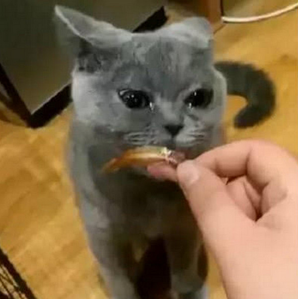 蓝猫,猫咪,搞笑,萌宠,英短