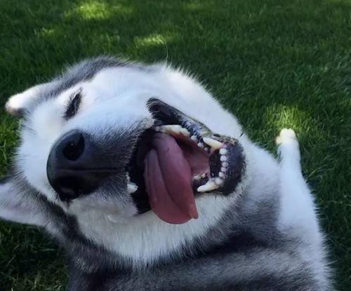 当不了警犬的5种狗:哈士奇犯二稳居第一,它却