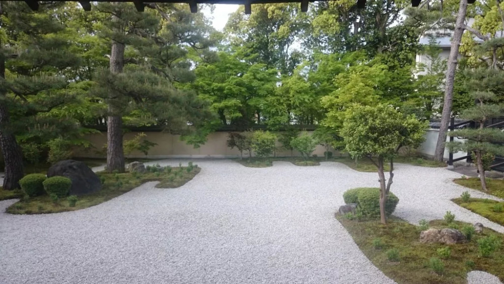 紫珠 白珠 紫式部 她在深秋的花园里从容老去 看点快报