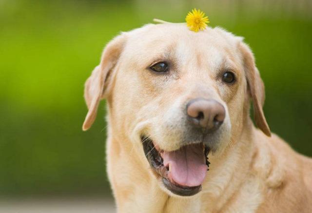 狗狗的生理小常识 你的爱犬是否做绝育 应该在什么阶段做绝育 看点快报