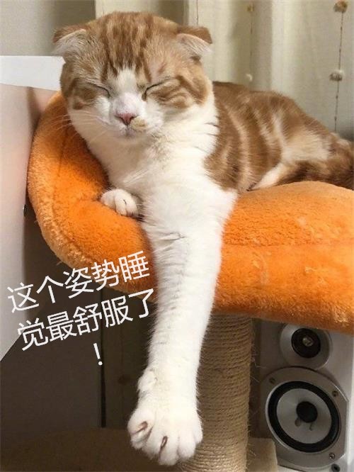猫咪这个姿势有什么意思?网友给出的解释,让人忍不住大笑!