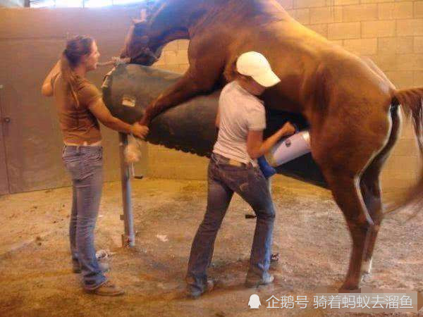 纯种马的繁衍过程,美女轮流从体内取出"种子",再交给负责人