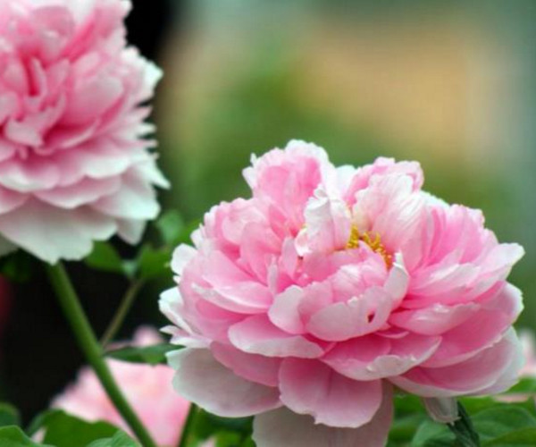 中国的国花是——牡丹
