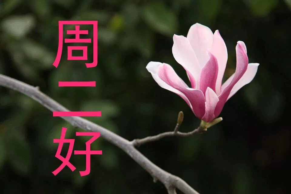 发微信最新最全早安问候表情包动图