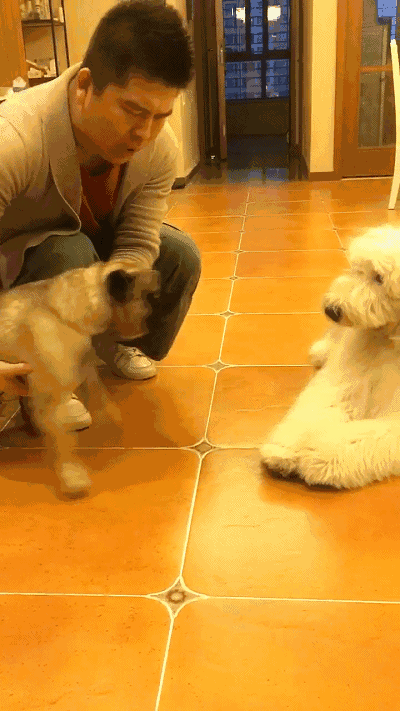 有些狗,打架从不赢吵起架来从不输