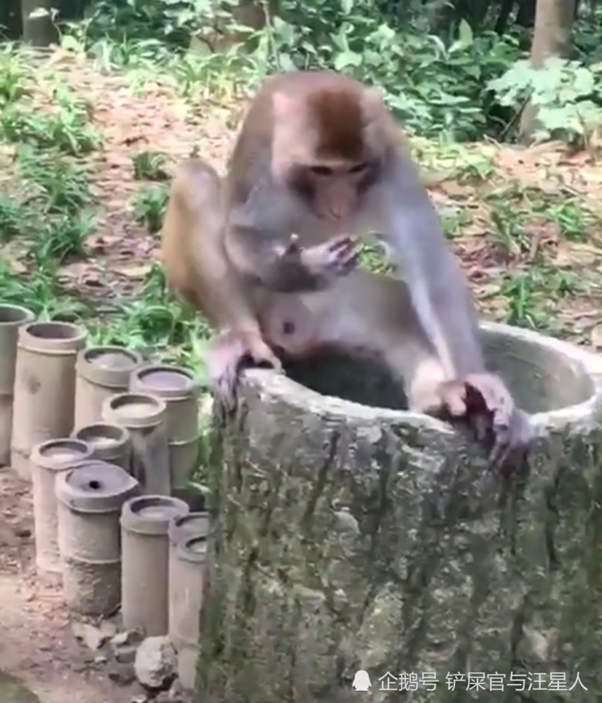 动物园小动物,可爱搞笑萌宠,猴子智商猿猴,游客铲屎官,小动物卖萌边牧