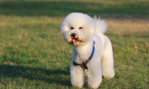 什么犬成语_成语故事图片