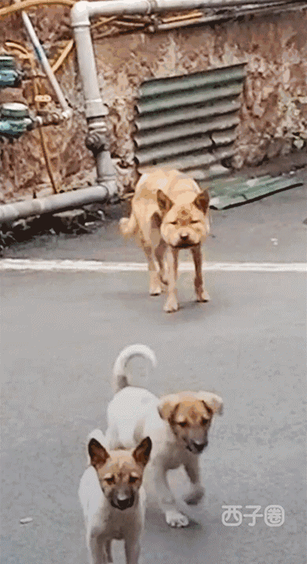 壁纸 动物 狗 狗狗 435_800 竖版 竖屏 手机 gif 动态图 动图