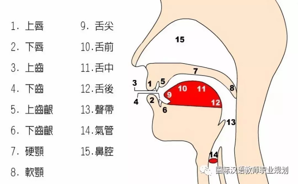 《国际汉语教师证书》笔试:辅音声母的发音部位和发音方法