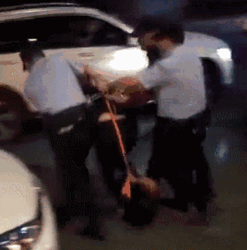 网红,孕妇,罪过,养狗,狗绳