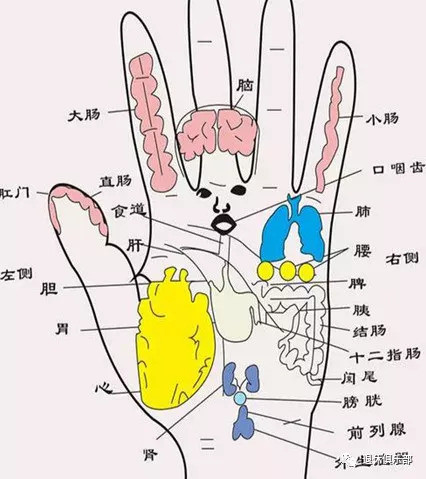 手部位置所对应的身体器官