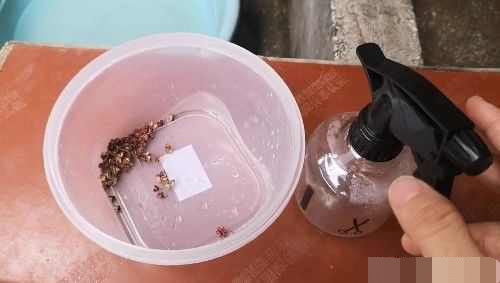 养花害虫最怕它 每周喷一次 花儿蹭蹭疯长 再也不怕生虫 看点快报