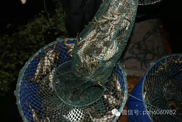正宗阳澄湖大闸蟹捕捞过程