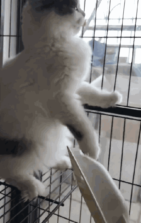 比如这一只猫咪,看这身手,一看就是练过的. 可.