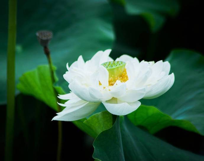 随缘,宁静,命运,主宰,一花一世界